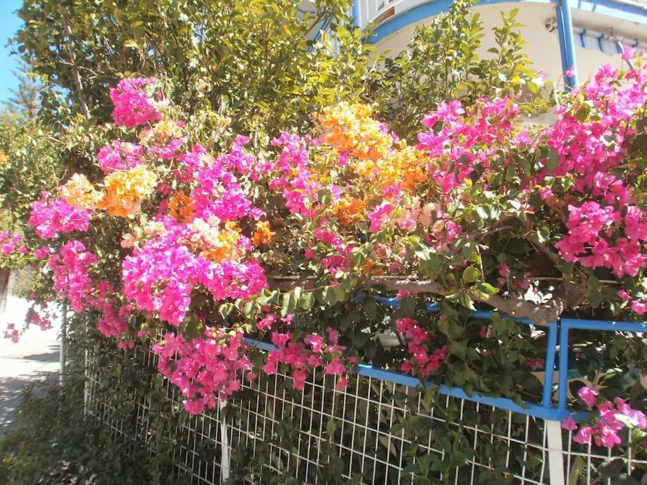 Selfcatering -Studio Helen No 7 Ксиропигадо Екстериор снимка